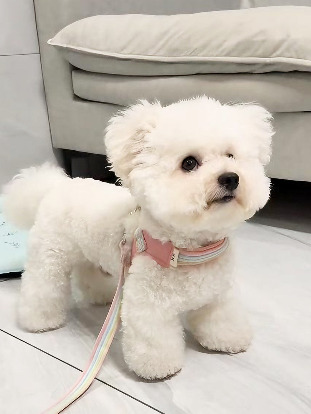 Dog leash chest strap vest style small and medium-sized dog